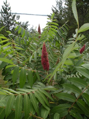 Rhus glabra