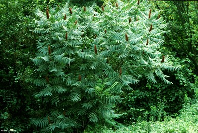 Rhus typhina