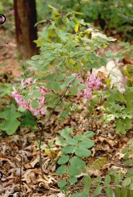 Robinia hispida