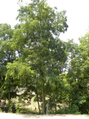 Robinia pseudoacacia1.JPG