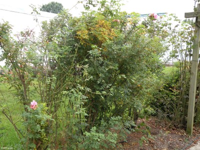 Rosa rugosa (form)