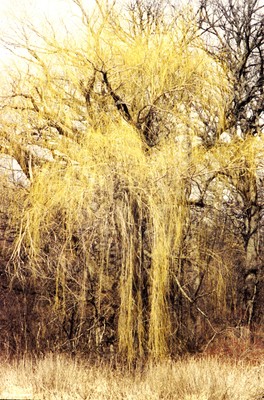 Salix alba 'Niobe'