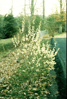 Salix discolor