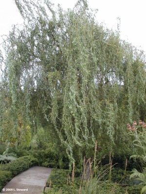 Salix matsudana 'Tortuosa'