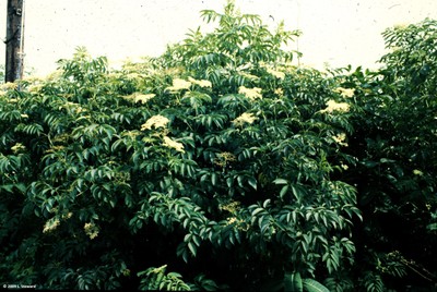 Sambucus canadensis