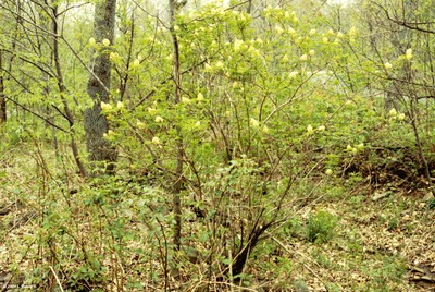 Sambucus pubens