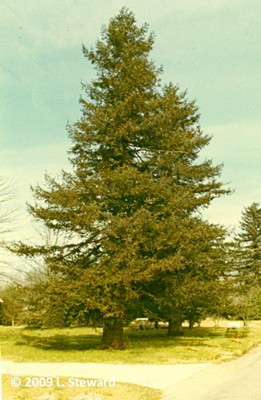 Sequoia sempervirens