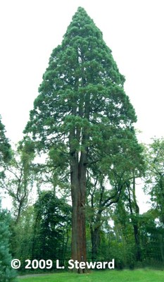 Sequoiadendron giganteum