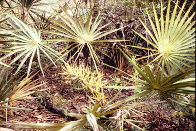 Serenoa repens