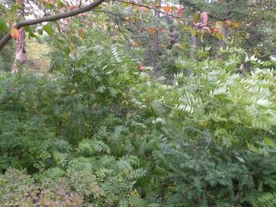 Sorbaria sorbifolia