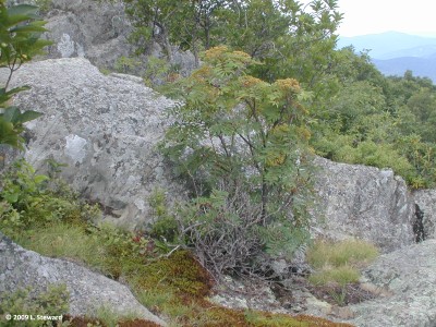 Sorbus americana