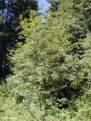 Sorbus aucuparia