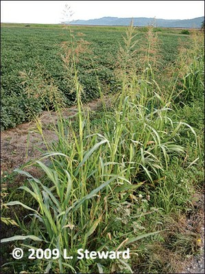 Sorghum halepense