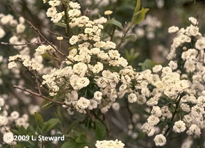 Spirea prunifolium