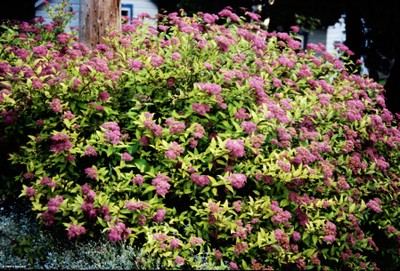 Spirea x bumalda