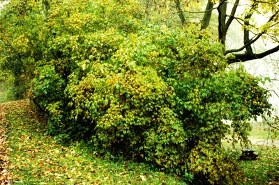 Staphlea trifolia