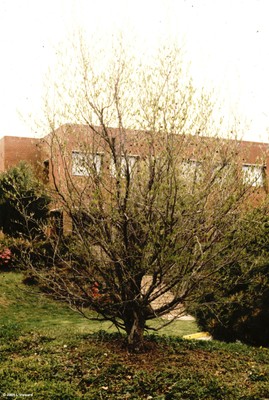 Stewartia ovata