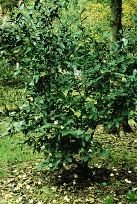 Stewartia pseudocamellia