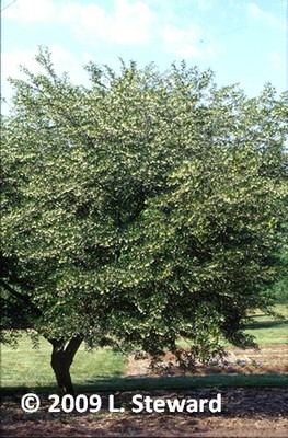 Styrax japonicus