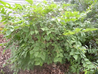 Syringa pekinensis