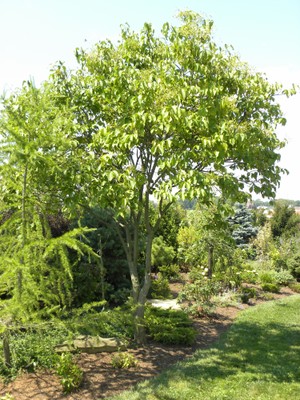 Syringa reticulata1.JPG