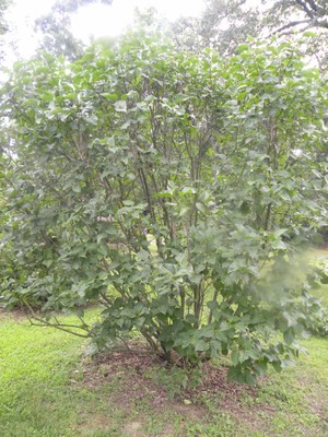 Syringa vulgaris