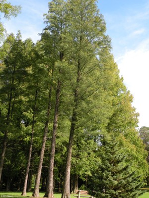 Taxodium ascendens