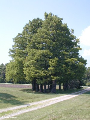 Taxodium distichum