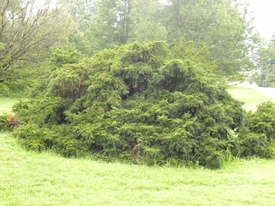 Taxus baccata.JPG