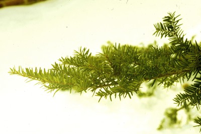 Taxus cuspidata (foliage)