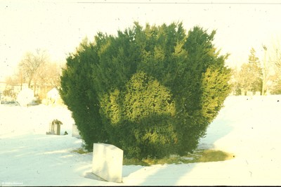 Taxus xmedia