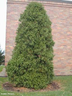 Thuja occidentalis