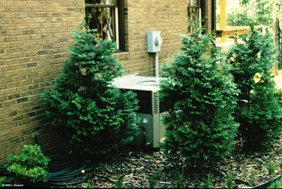 Thuja plicata