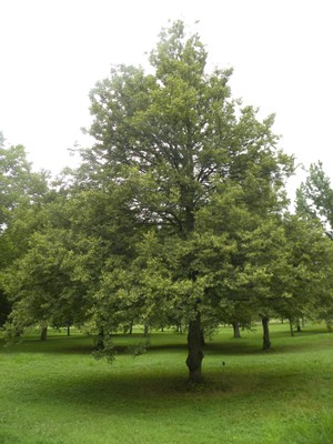 Tilia americana1.JPG