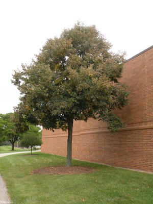 Tilia cordata