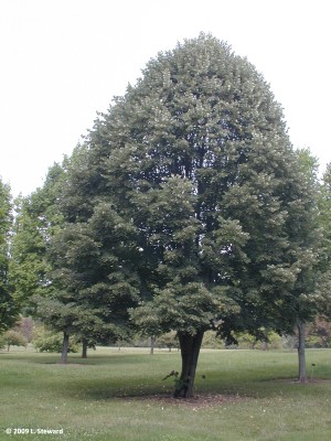 Tilia tomentosa