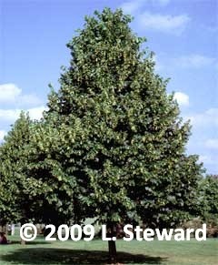 Tilia x 'Euchlora'