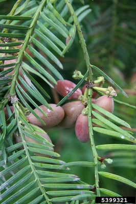 torreya nucifera 2.jpg