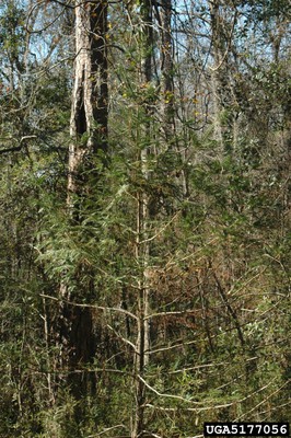 Torreya taxifolia .jpg