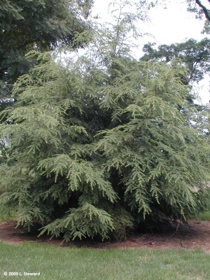 Tsuga canadensis