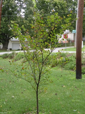 Ulmus alata