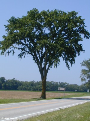 Ulmus americana