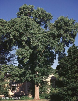 Ulmus carpinifolia