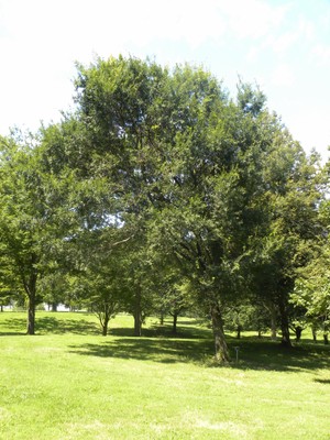 Ulmus parviflora1a.JPG