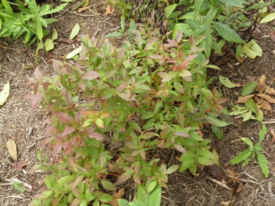 Vaccinium angustifolia