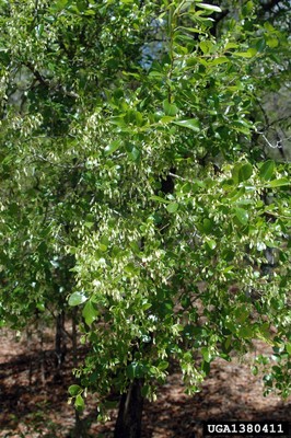 Vaccinium arboreum 1.jpg