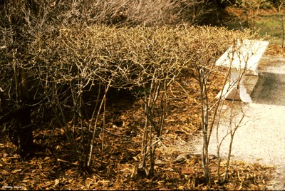 Vaccinium corymbosum