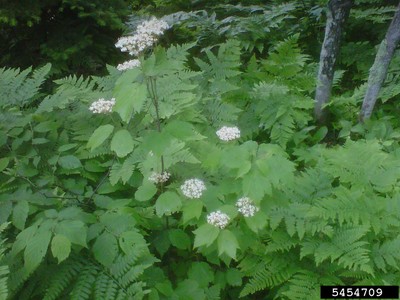 Viburnum acerifolia 1.jpg