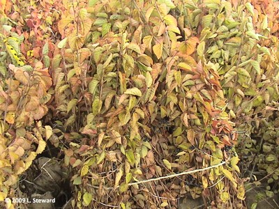 Viburnum dentatum