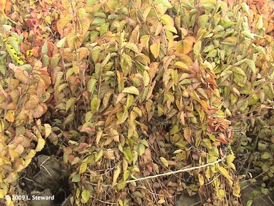 Viburnum dentatum